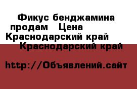 Фикус бенджамина продам › Цена ­ 10 000 - Краснодарский край  »    . Краснодарский край